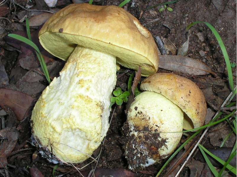 ritrovamenti attesi..